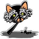 Raccoon