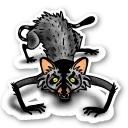 Raccoon