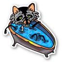 Raccoon