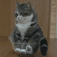 Кайфарики