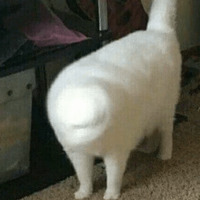 Кайфарики