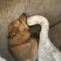 Кайфарики