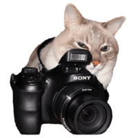 Котики