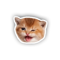 Котики