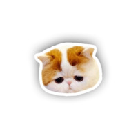 Котики