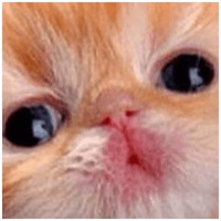 Котики