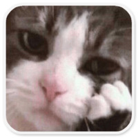 Котики
