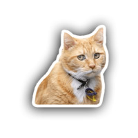 Котики