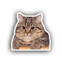 Котики