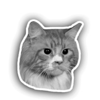 Котики