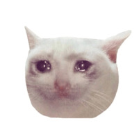 Котики