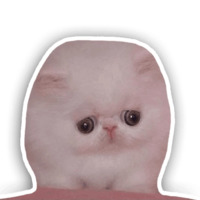 Котики