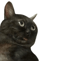 Котики