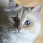 Sacred Birmans