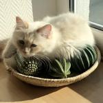 Sacred Birmans