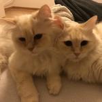 Sacred Birmans