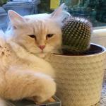Sacred Birmans