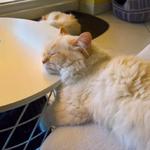Sacred Birmans