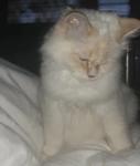 Sacred Birmans