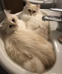 Sacred Birmans