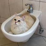 Sacred Birmans