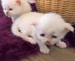 Sacred Birmans