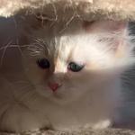 Sacred Birmans