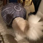 Sacred Birmans