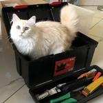 Sacred Birmans