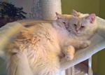 Sacred Birmans