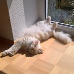 Sacred Birmans
