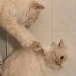Sacred Birmans