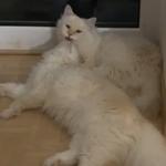 Sacred Birmans