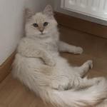 Sacred Birmans