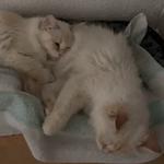 Sacred Birmans