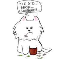 Самоедик Ачи
