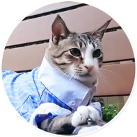 Плохие котики