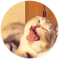 Плохие котики