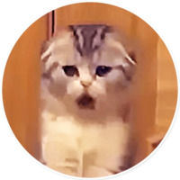 Плохие котики