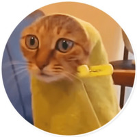 Плохие котики