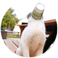 Плохие котики