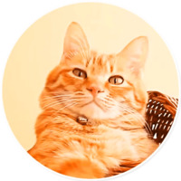 Плохие котики