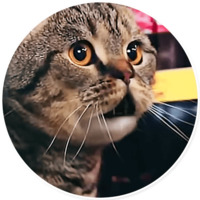 Плохие котики