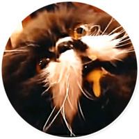 Плохие котики