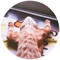 Плохие котики