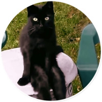 Плохие котики