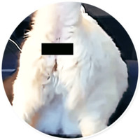 Плохие котики