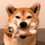 shiba inu stickerpack