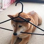 shiba inu stickerpack