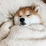 shiba inu stickerpack